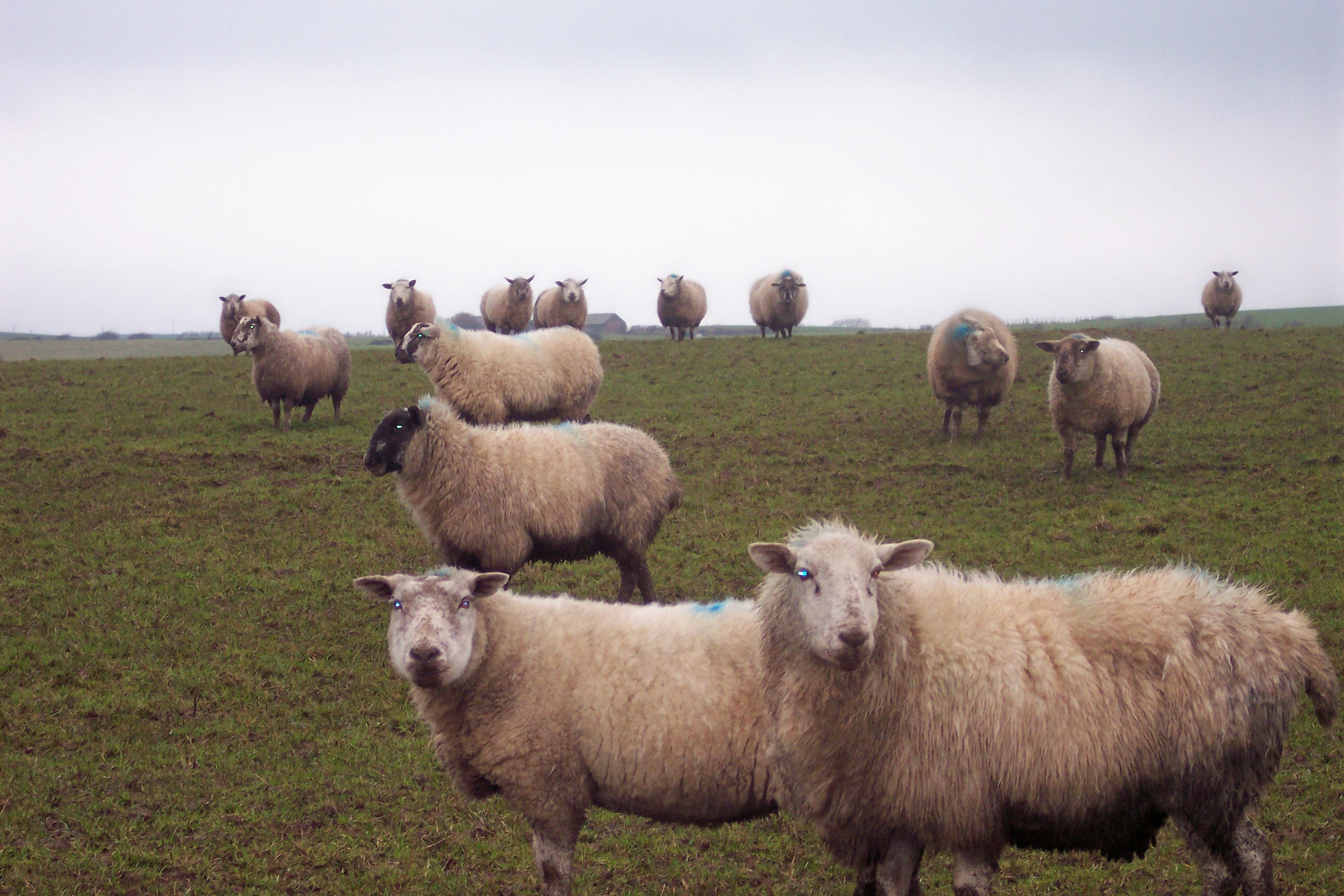 Sheep