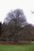 autographtree3_small.jpg