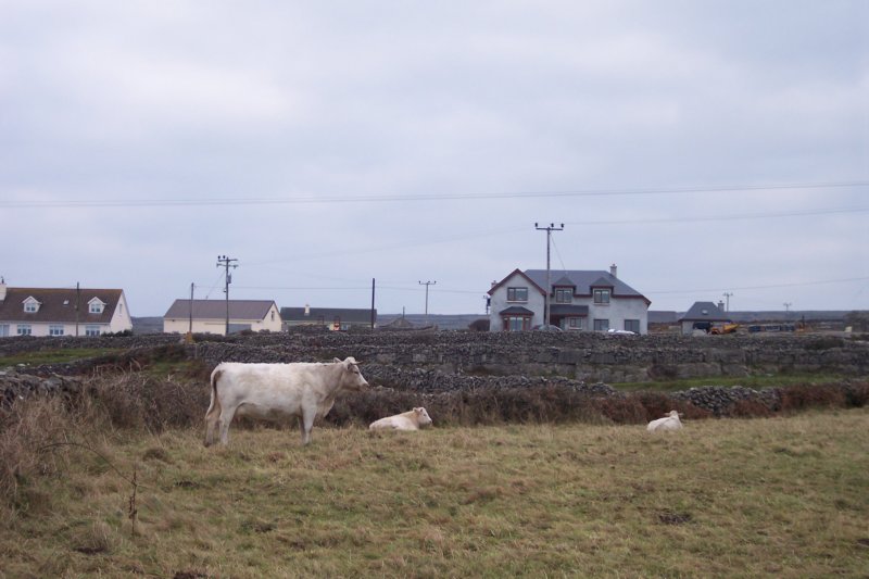 cowsoninismor.jpg