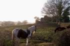 horsesoutsideoftrimcathedral_small.jpg