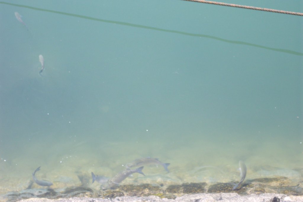 fishatbelemdocks.jpg